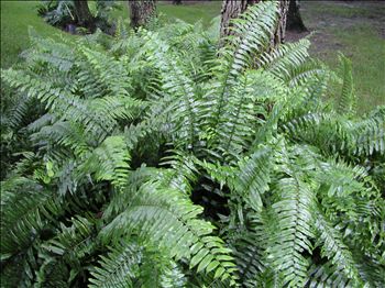 Nephrolepis bisseralata 'Macho'